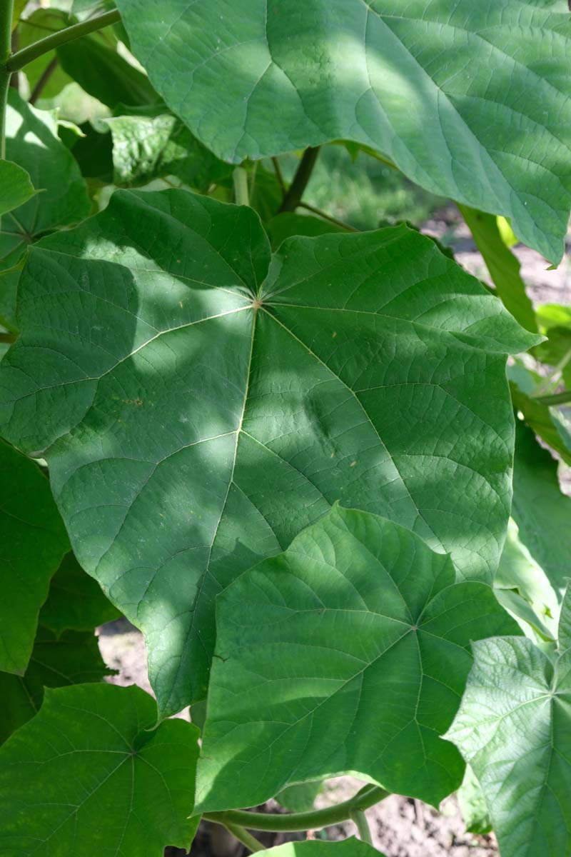 Paulownia tomentosa op stam blad