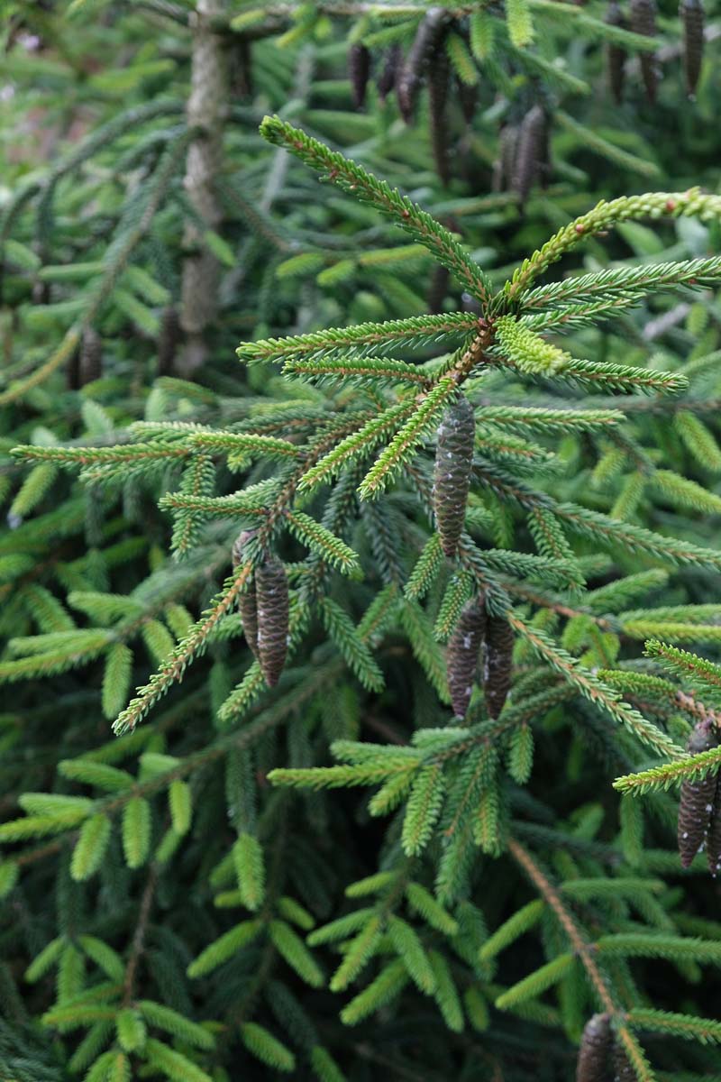 Picea orientalis 'Aureospicata' meerstammig / struik kegel