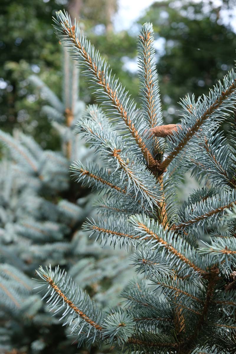 Picea pungens 'Baby Blue' Tuinplanten kegel