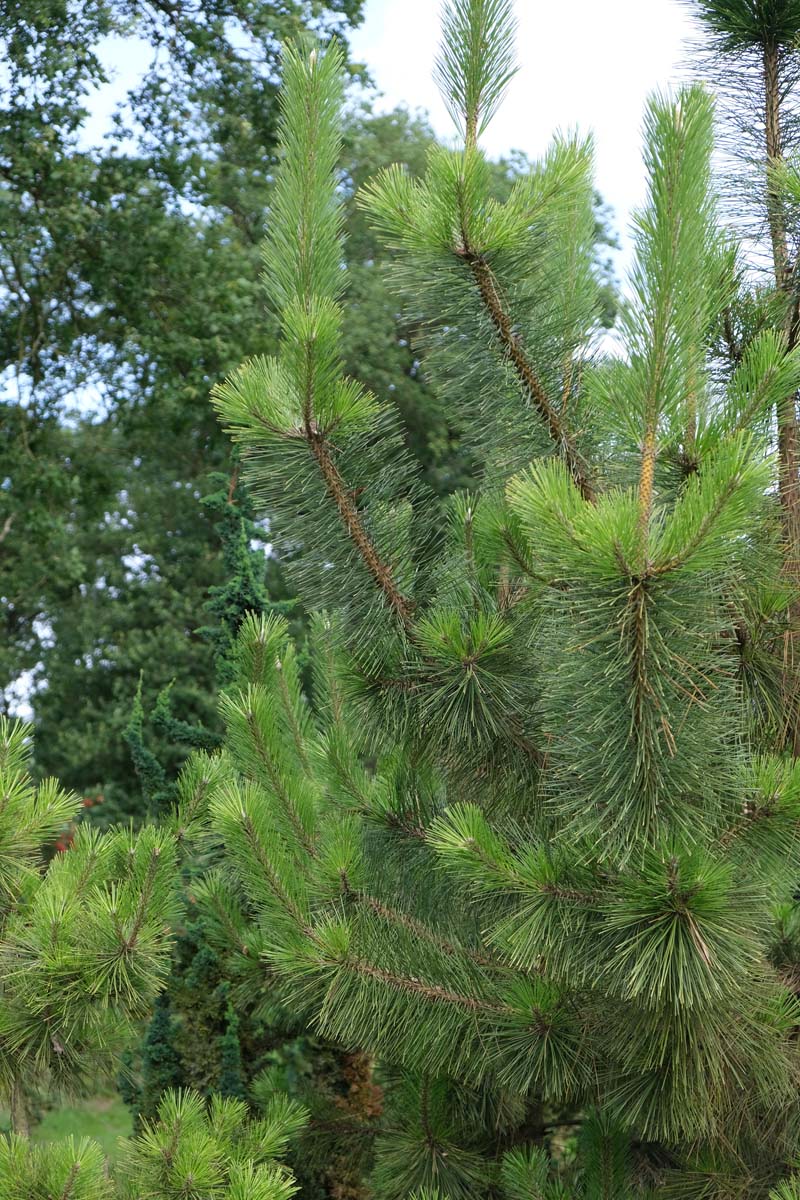 Pinus thunbergii 'Ogon' Tuinplanten twijg
