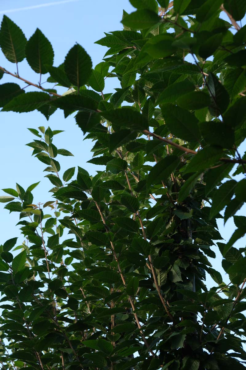 Prunus schmittii Tuinplanten blad