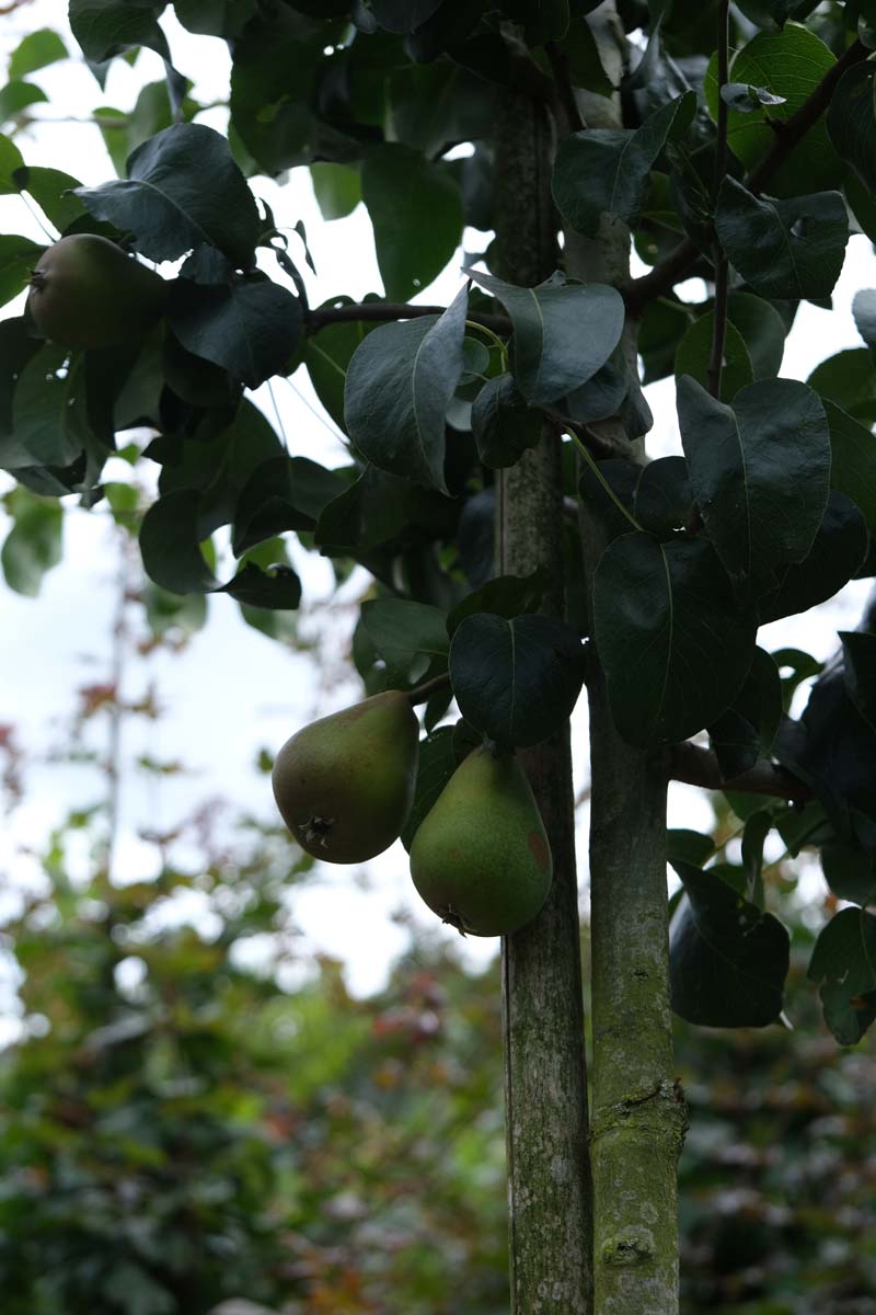 Pyrus communis 'Beech Hill' op stam