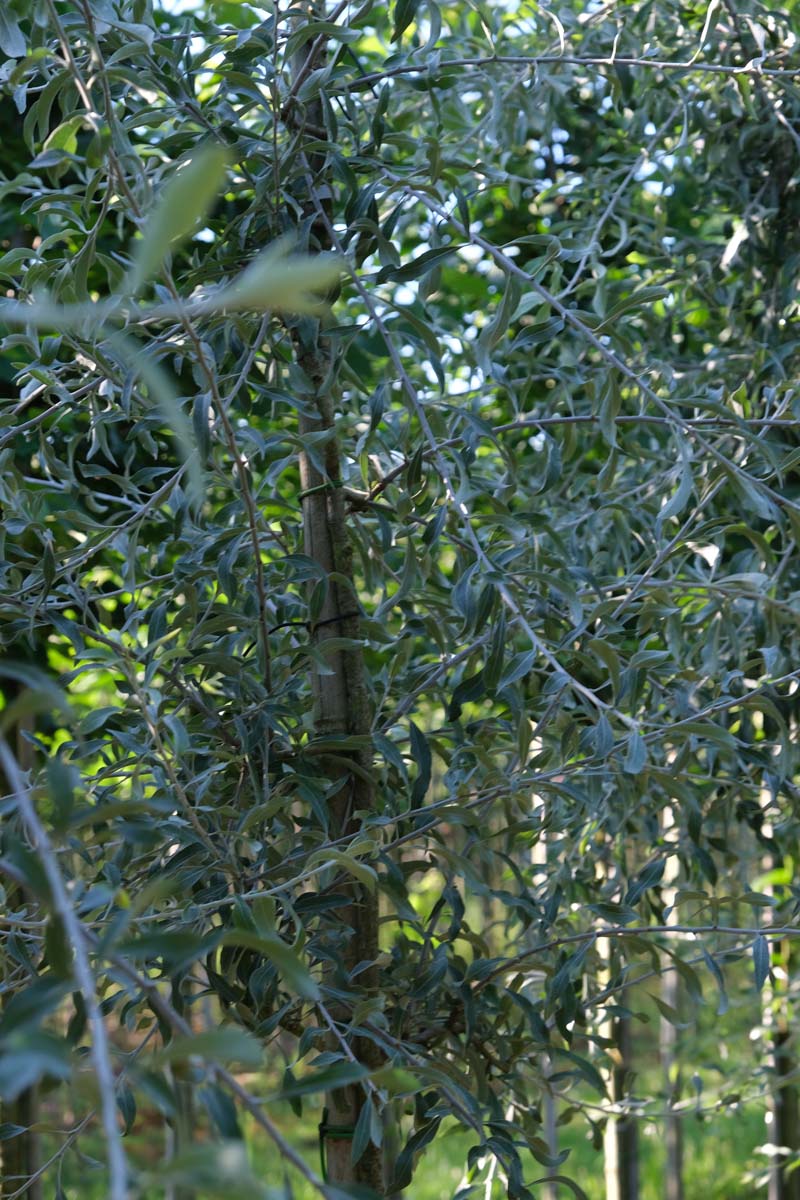 Pyrus salicifolia 'Pendula' op stam stam