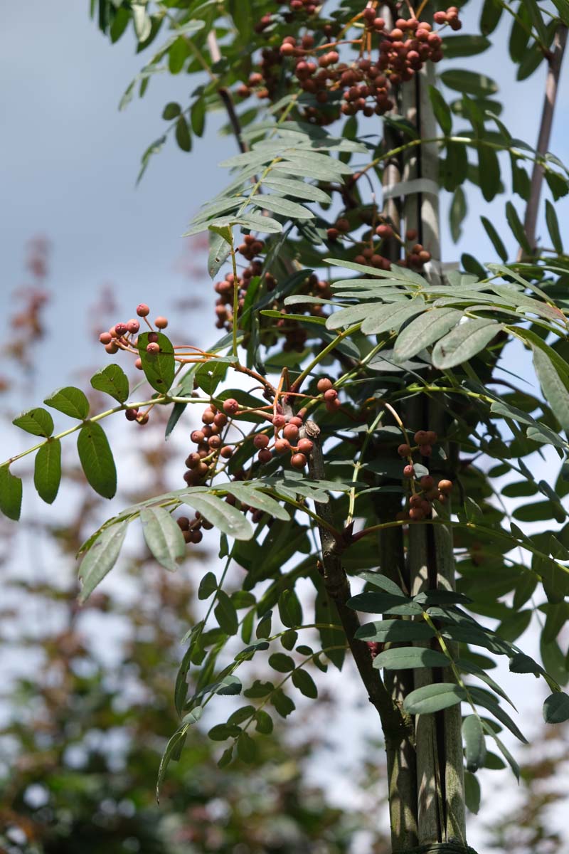 Sorbus pseudovilmorinii op stam bes