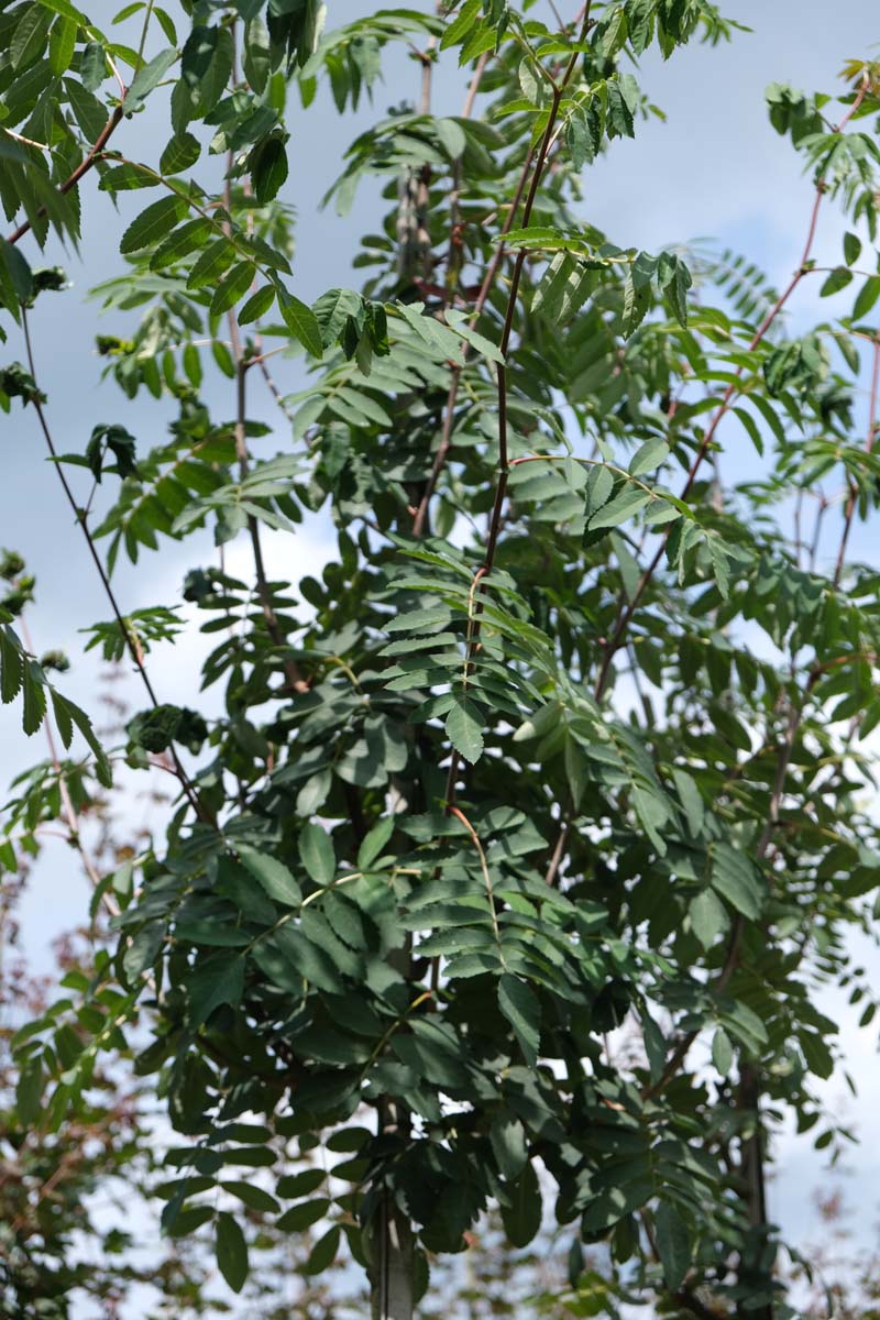 Sorbus pseudovilmorinii op stam stam