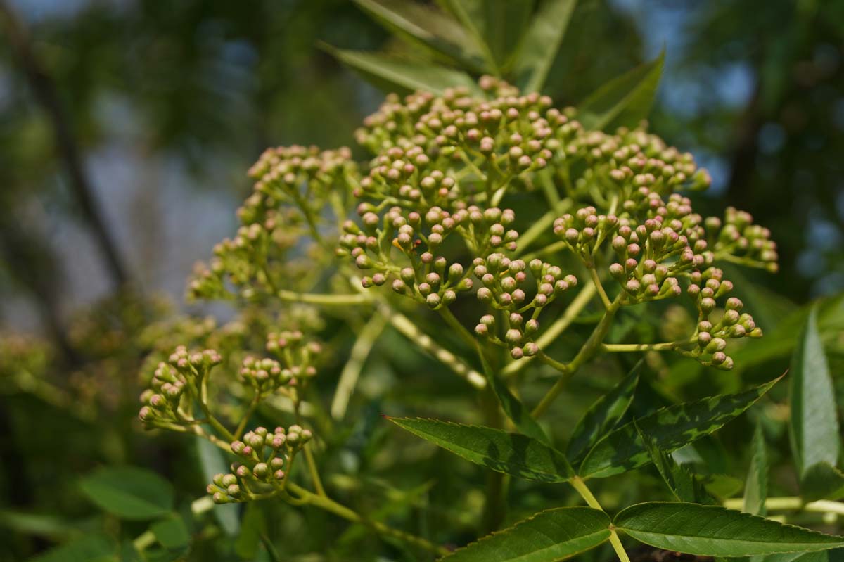 Sorbus commixta op stam bes
