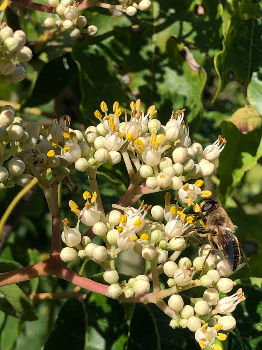 Tetradium daniellii solitair biodiversiteit