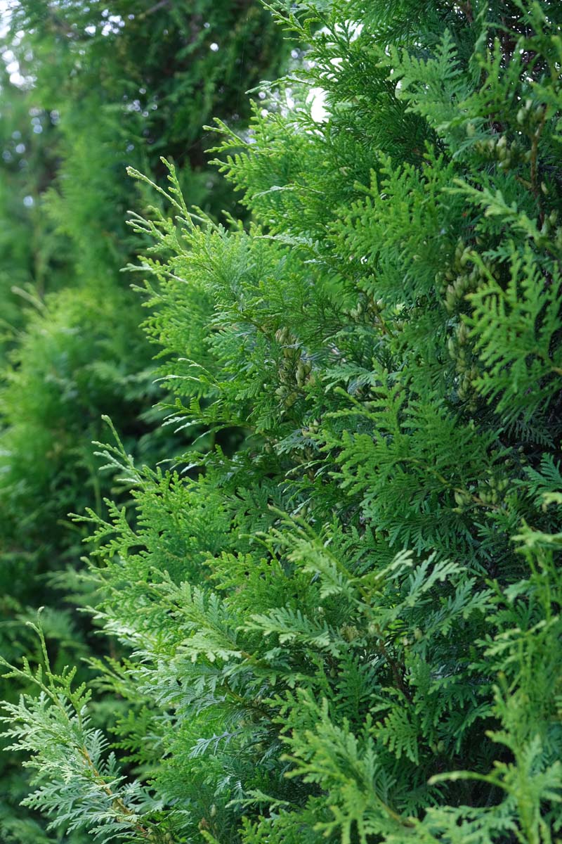 Thuja occidentalis 'Brabant' meerstammig / struik naald