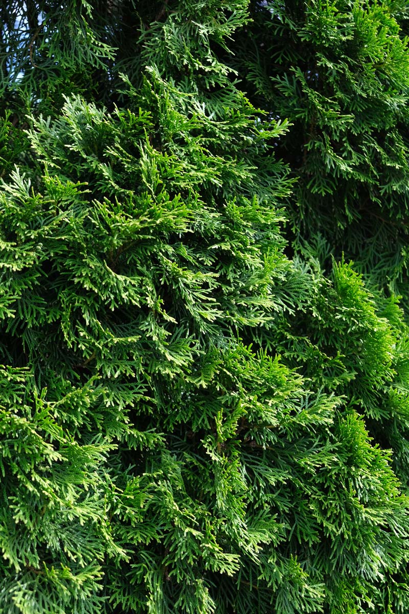 Thuja occidentalis 'Smaragd' solitair