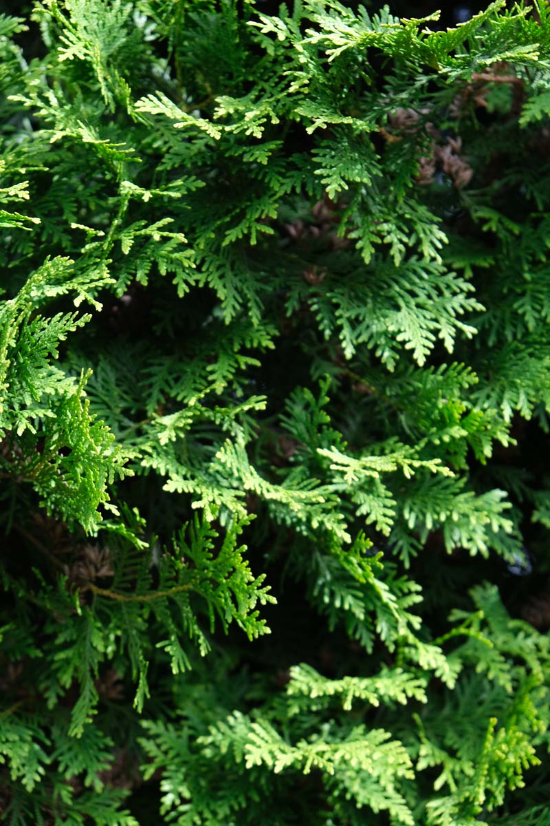 Thuja occidentalis 'Smaragd' haagplant