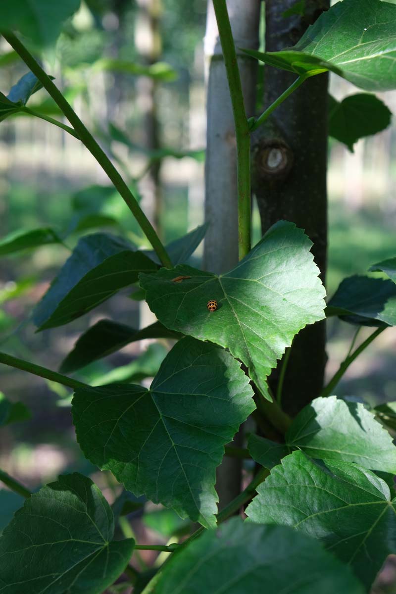 Tilia cordata 'Greenspire' op stam stam