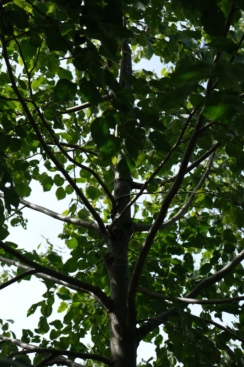 Tilia europaea 'Euchlora' op stam stam