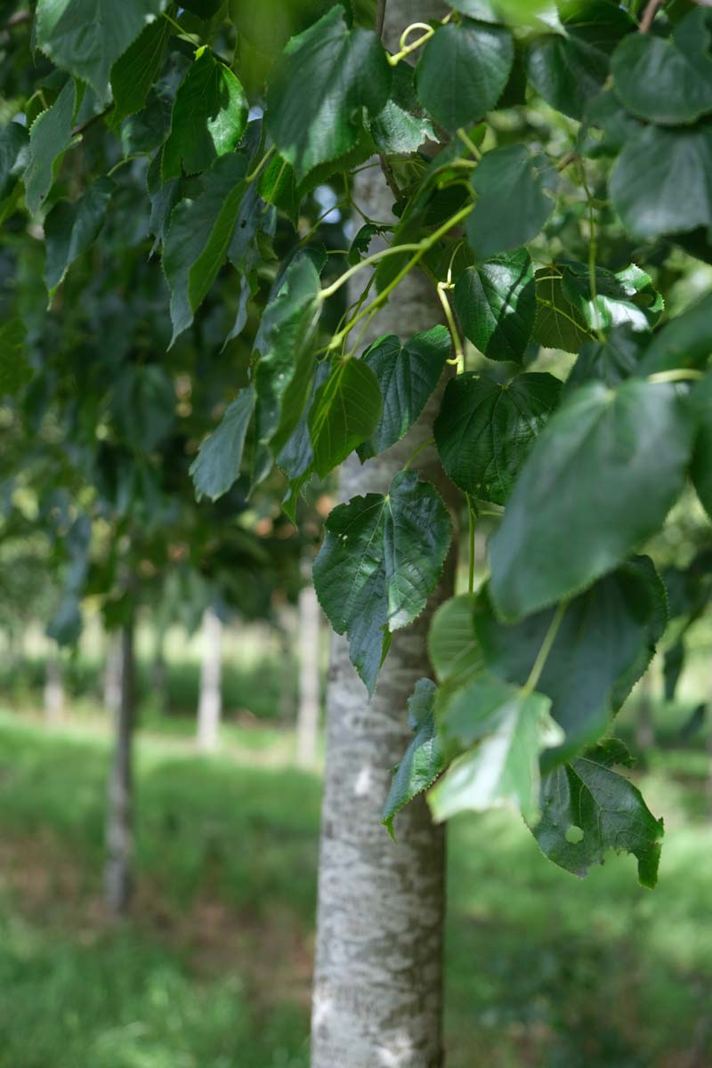 Tilia europaea 'Euchlora' op stam bast