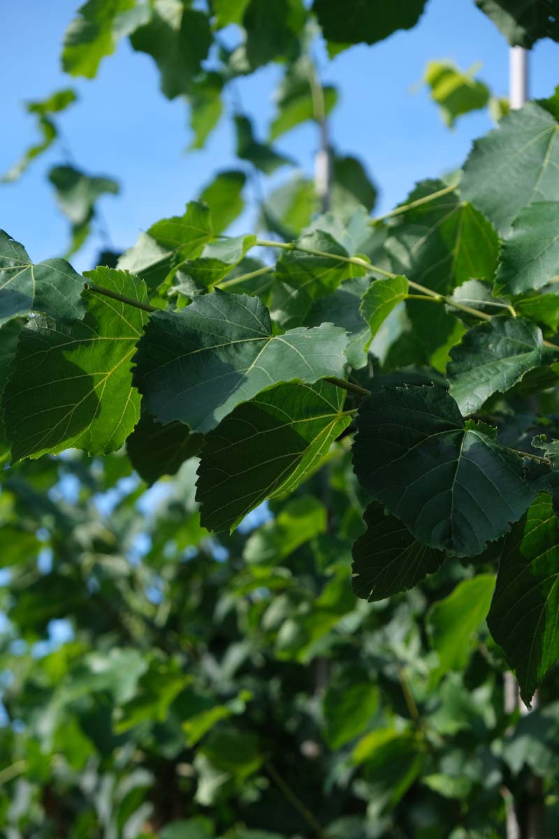 Tilia flavescens 'Glenleven' op stam twijg