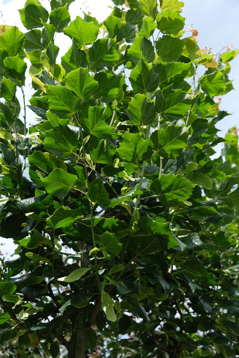 Tilia kiusiana Tuinplanten