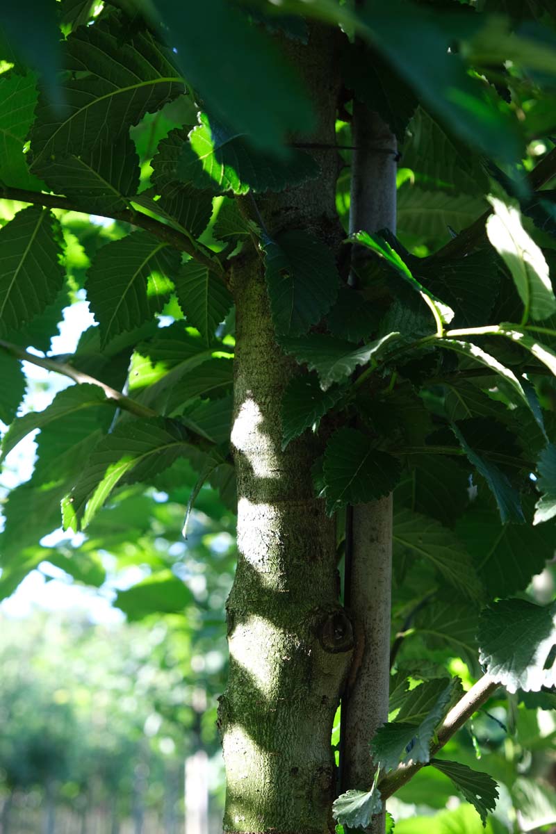 Ulmus 'Lobel' meerstammig / struik stam