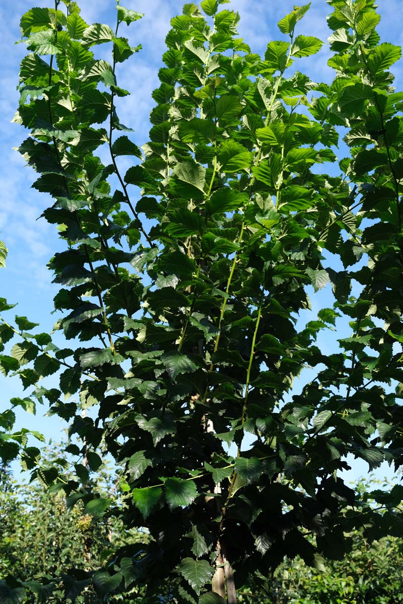 Ulmus 'Nanguen' op stam twijg