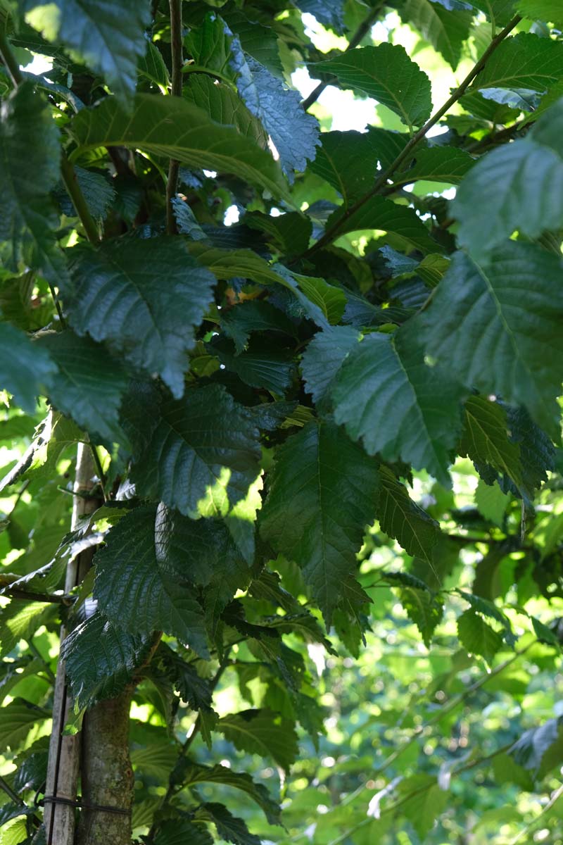 Ulmus 'Nanguen' meerstammig / struik stam