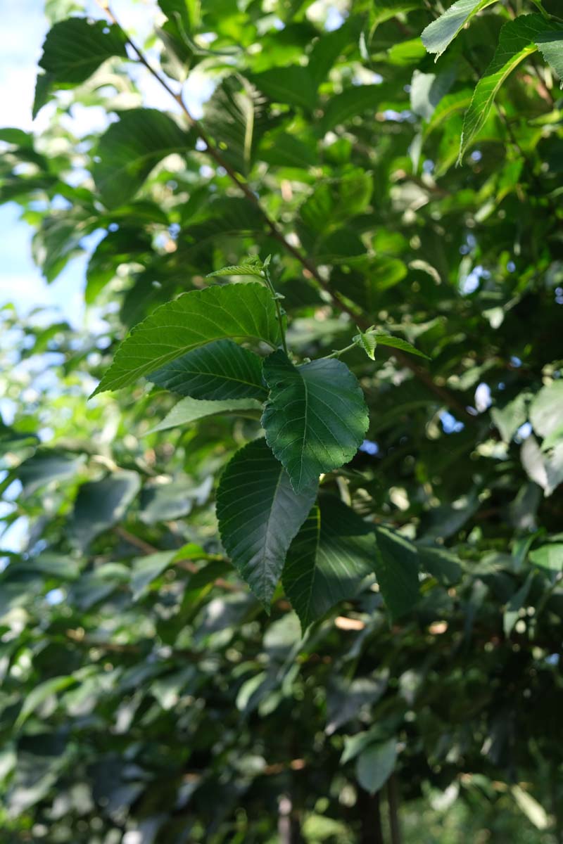 Ulmus 'Olmen' op stam twijg