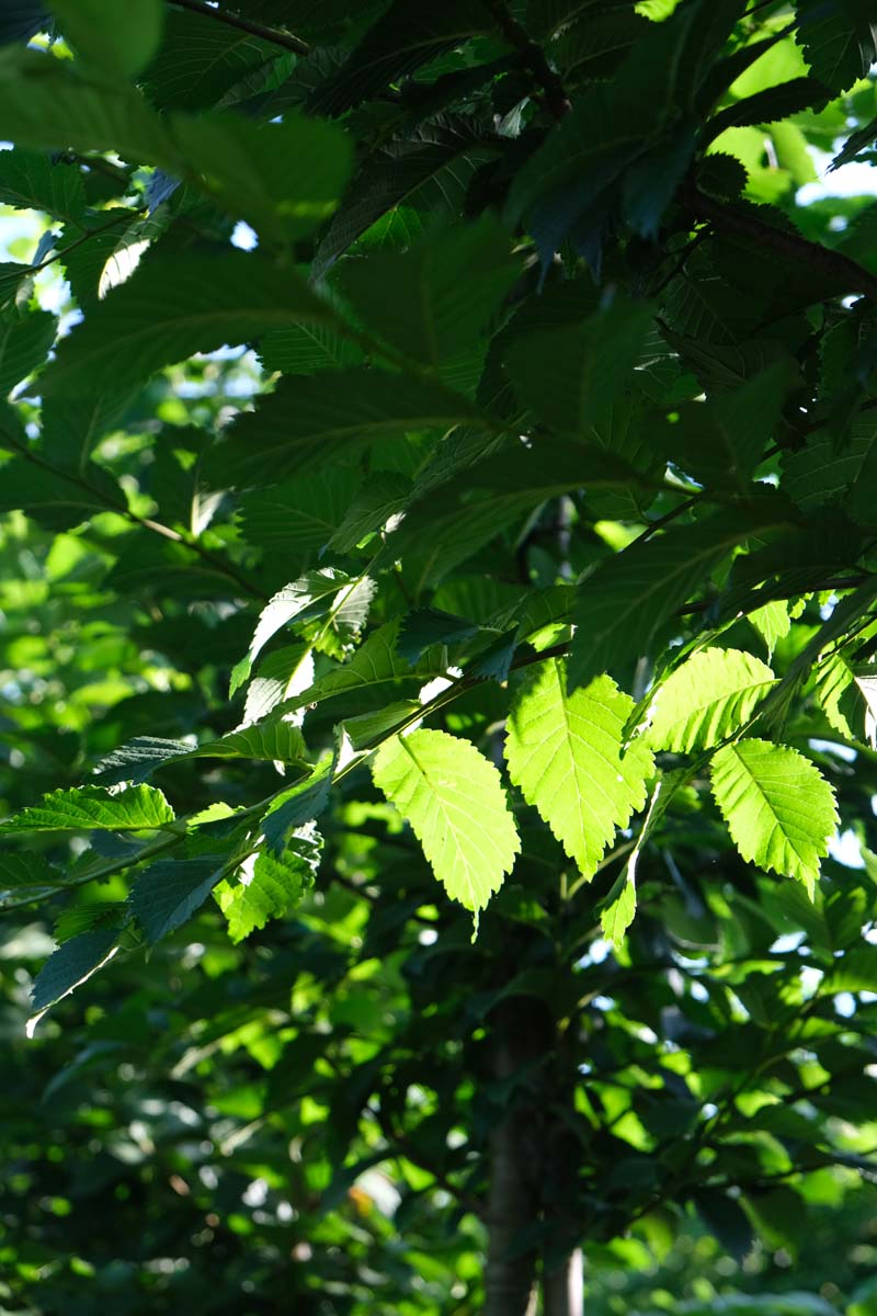 Ulmus 'Sapporo Autumn Gold' op stam blad