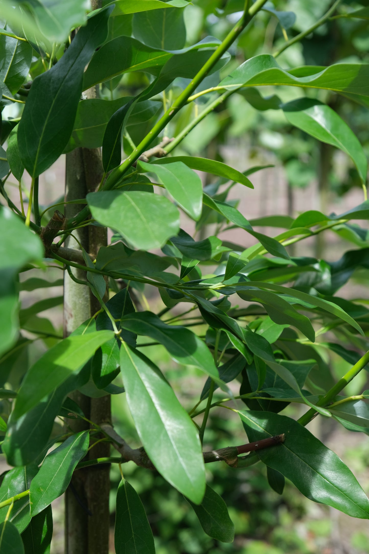 Magnolia virginiana haagplant stam