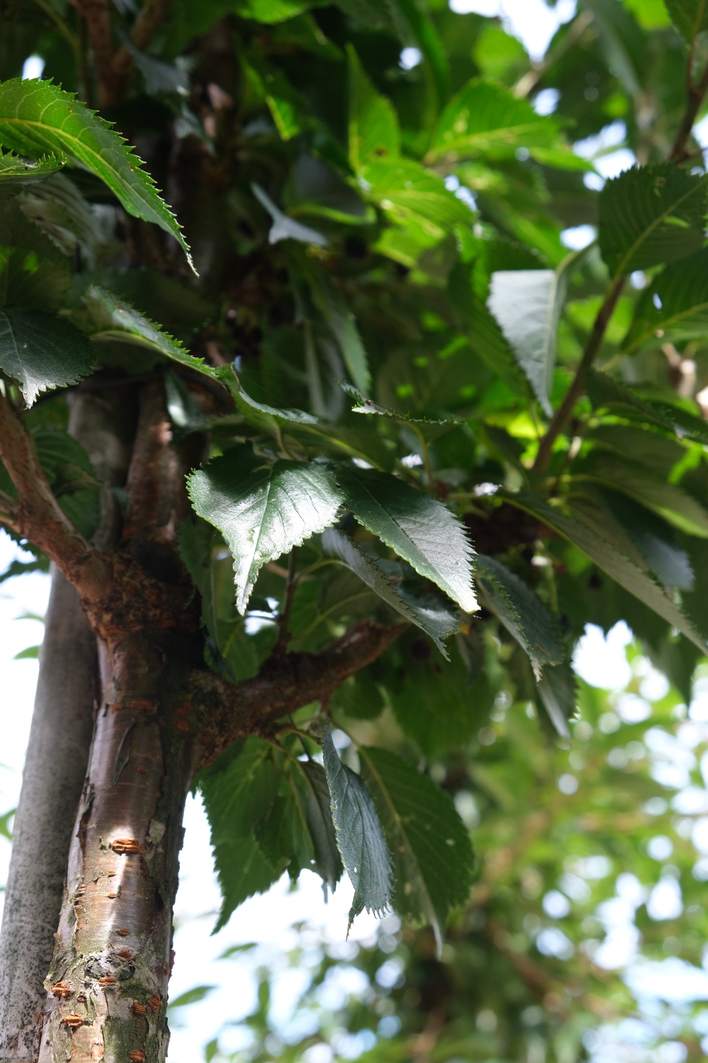 Prunus 'Okame' Tuinplanten bla