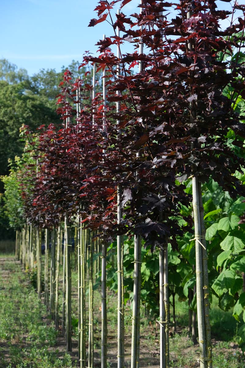 Acer platanoides 'Crimson Sentry' op stam op stam