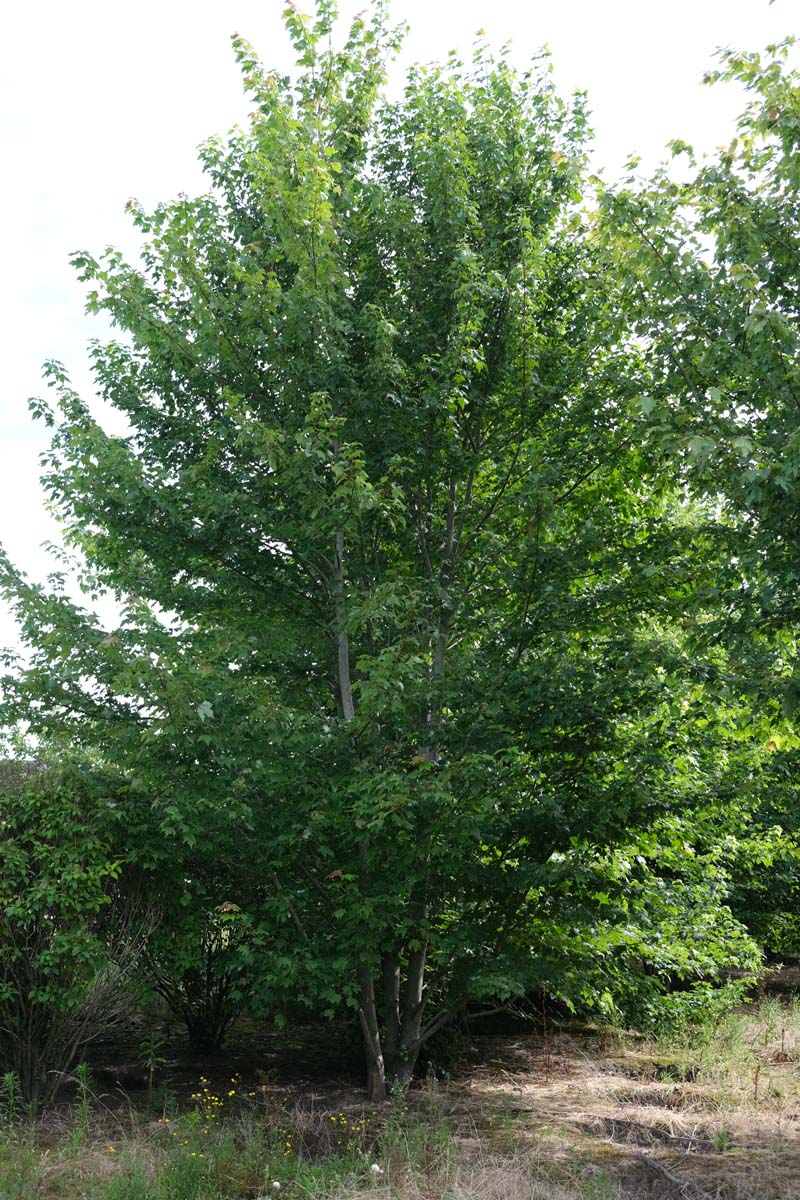 Acer platanoides 'Olmsted' meerstammig / struik meerstammig