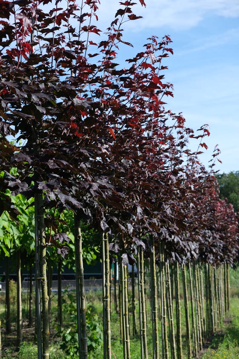 Acer platanoides 'Royal Red' op stam op stam