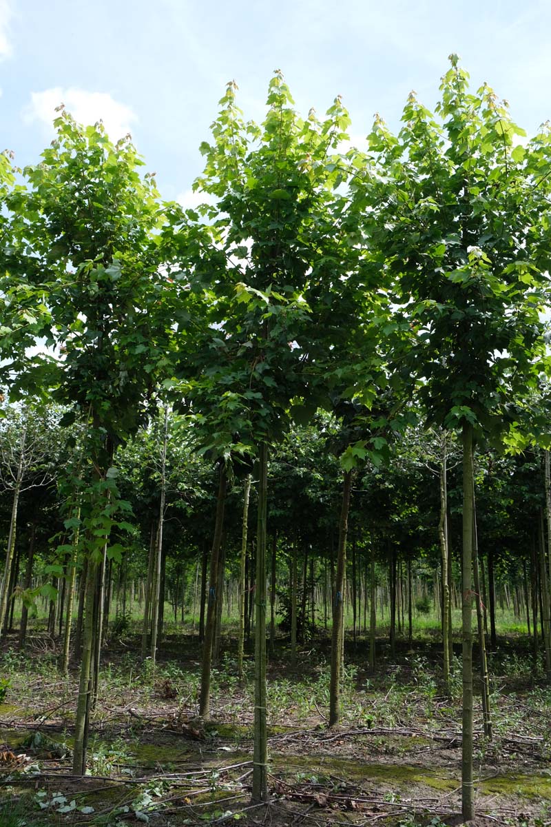 Acer rubrum 'Brandywine' op stam op stam