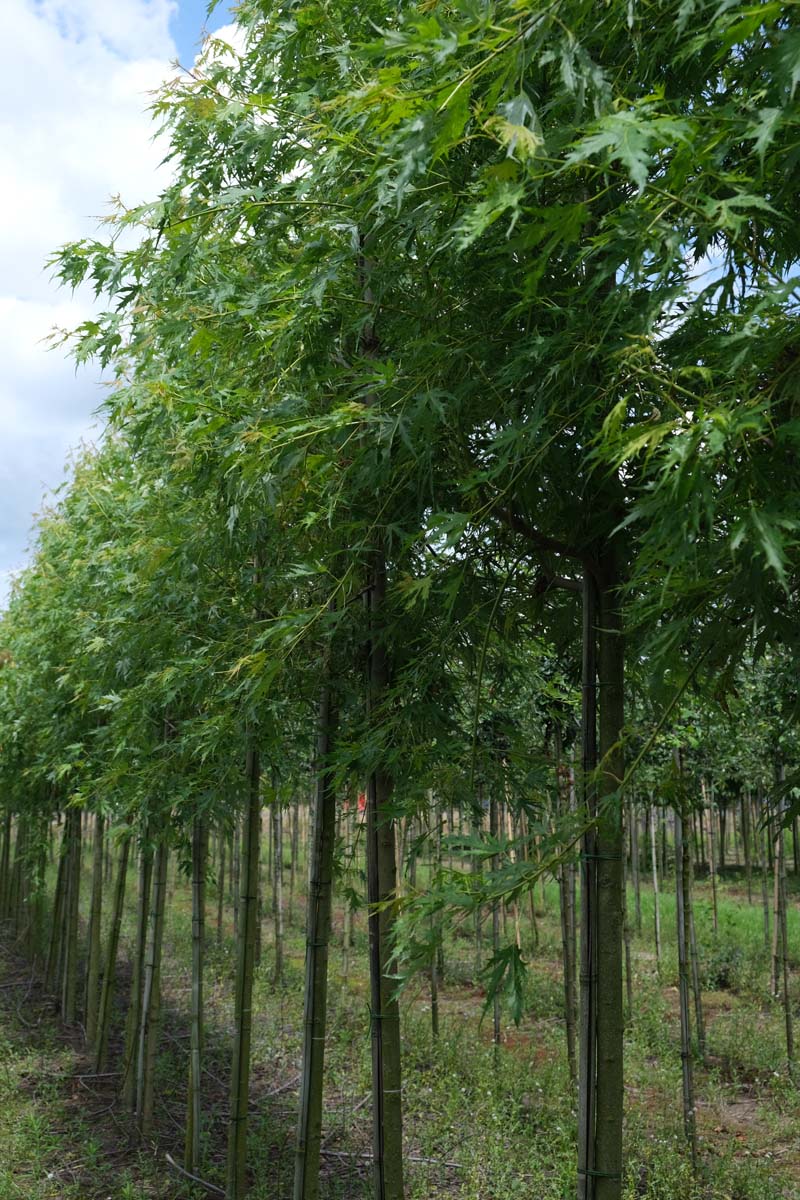 Acer saccharinum 'Born's Gracious' op stam op stam