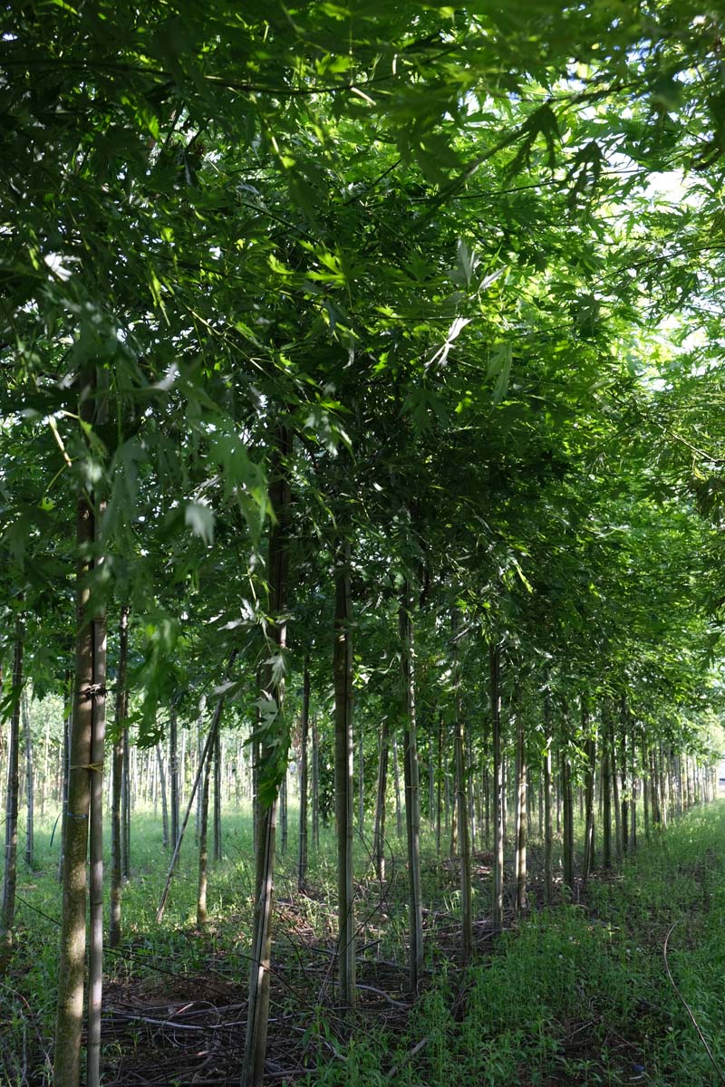 Acer saccharinum 'Born's Gracious' op stam op stam