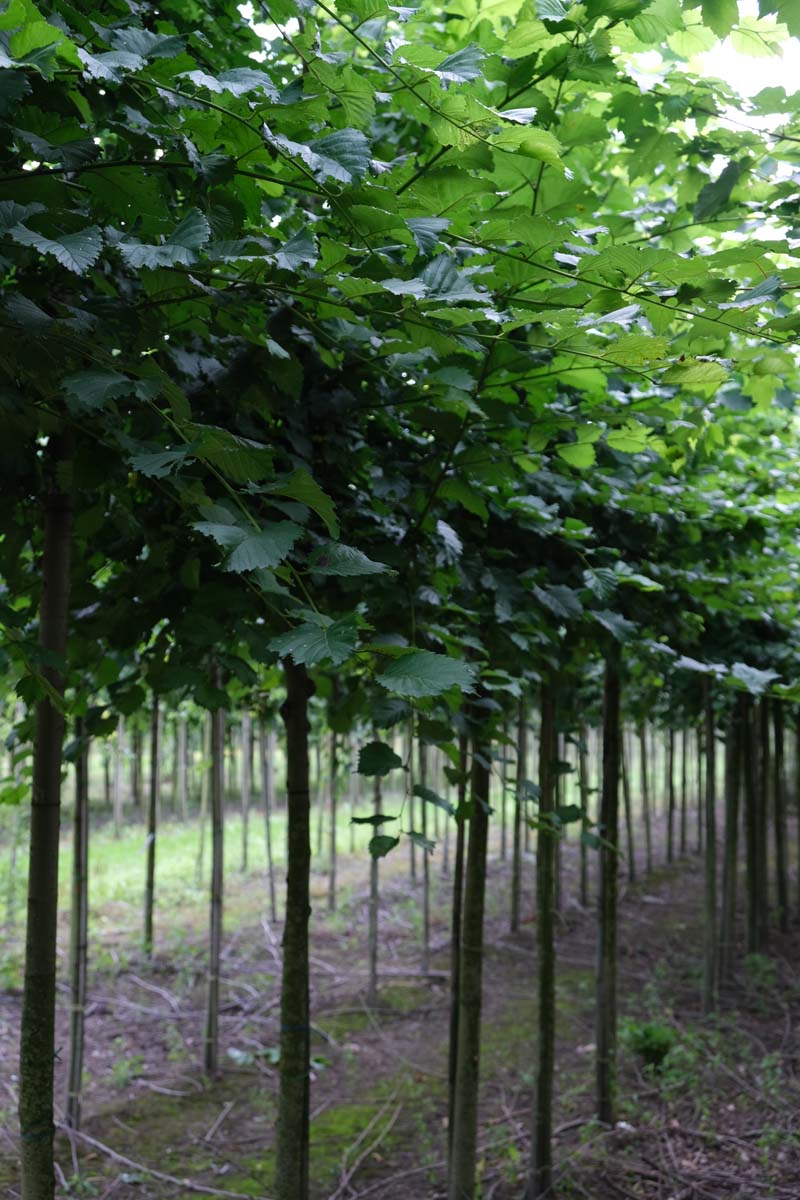 Betula alleghaniensis op stam op stam