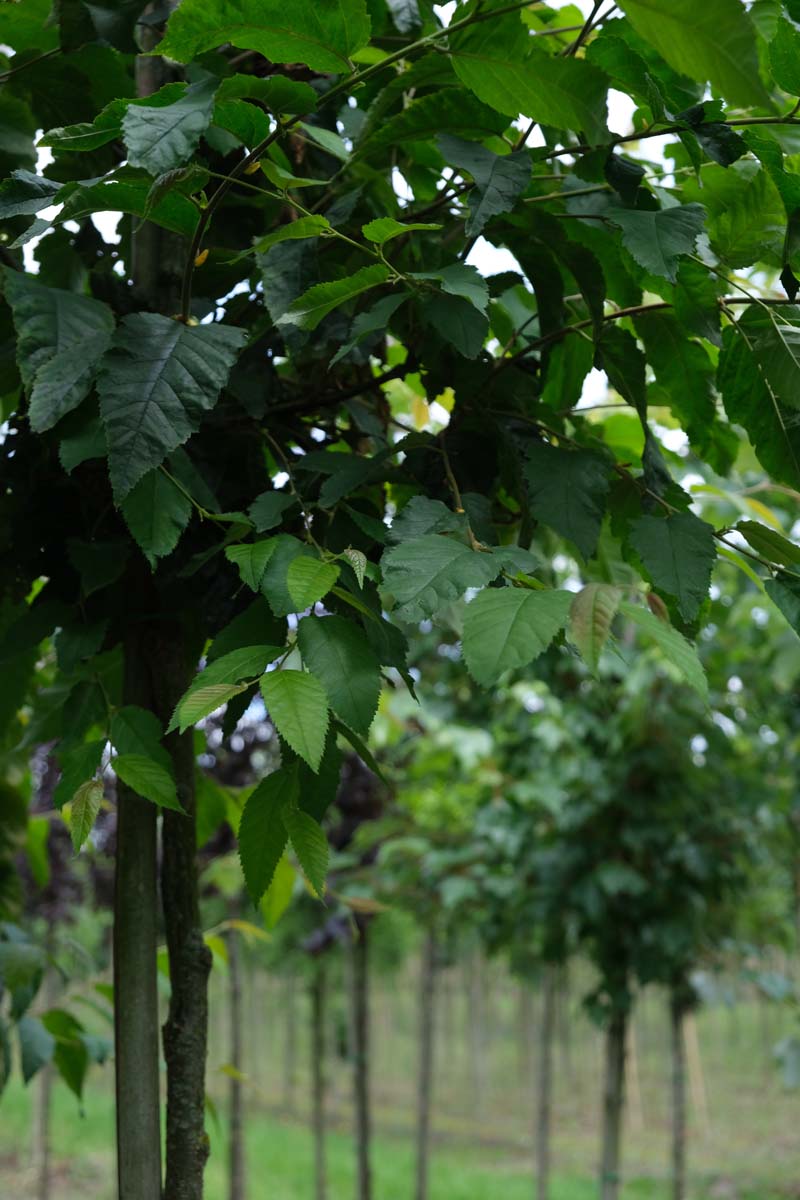 Betula alleghaniensis op stam op stam