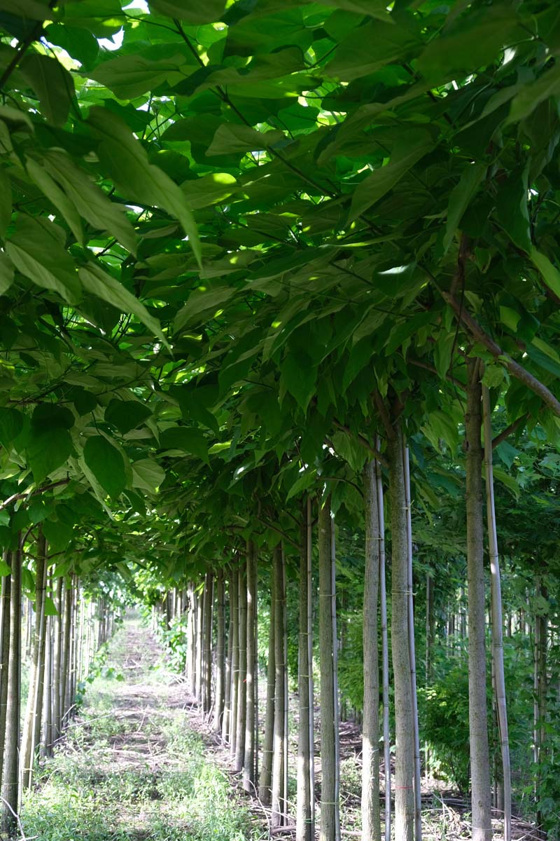 Catalpa bignonioides op stam op stam