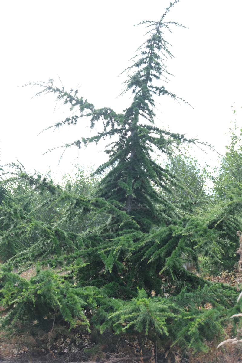 Cedrus libani solitair solitair