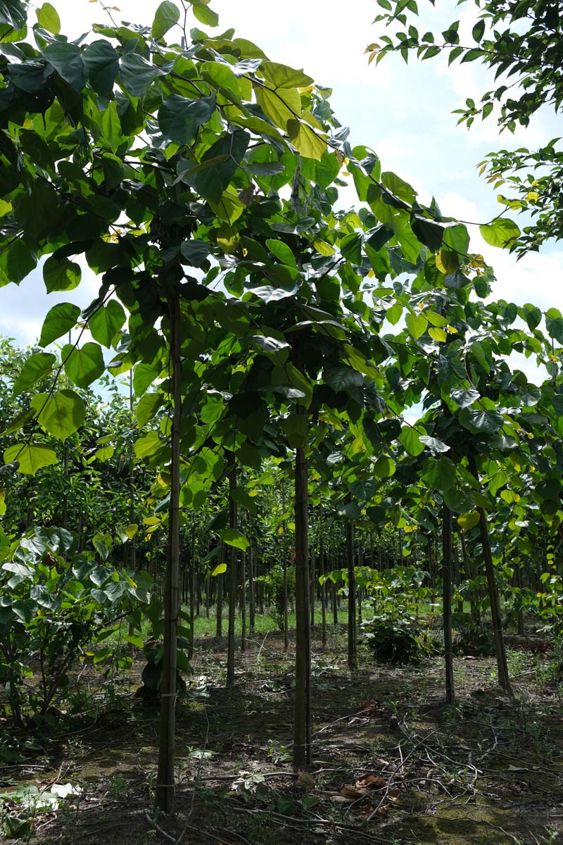 Cercis glabra op stam op stam