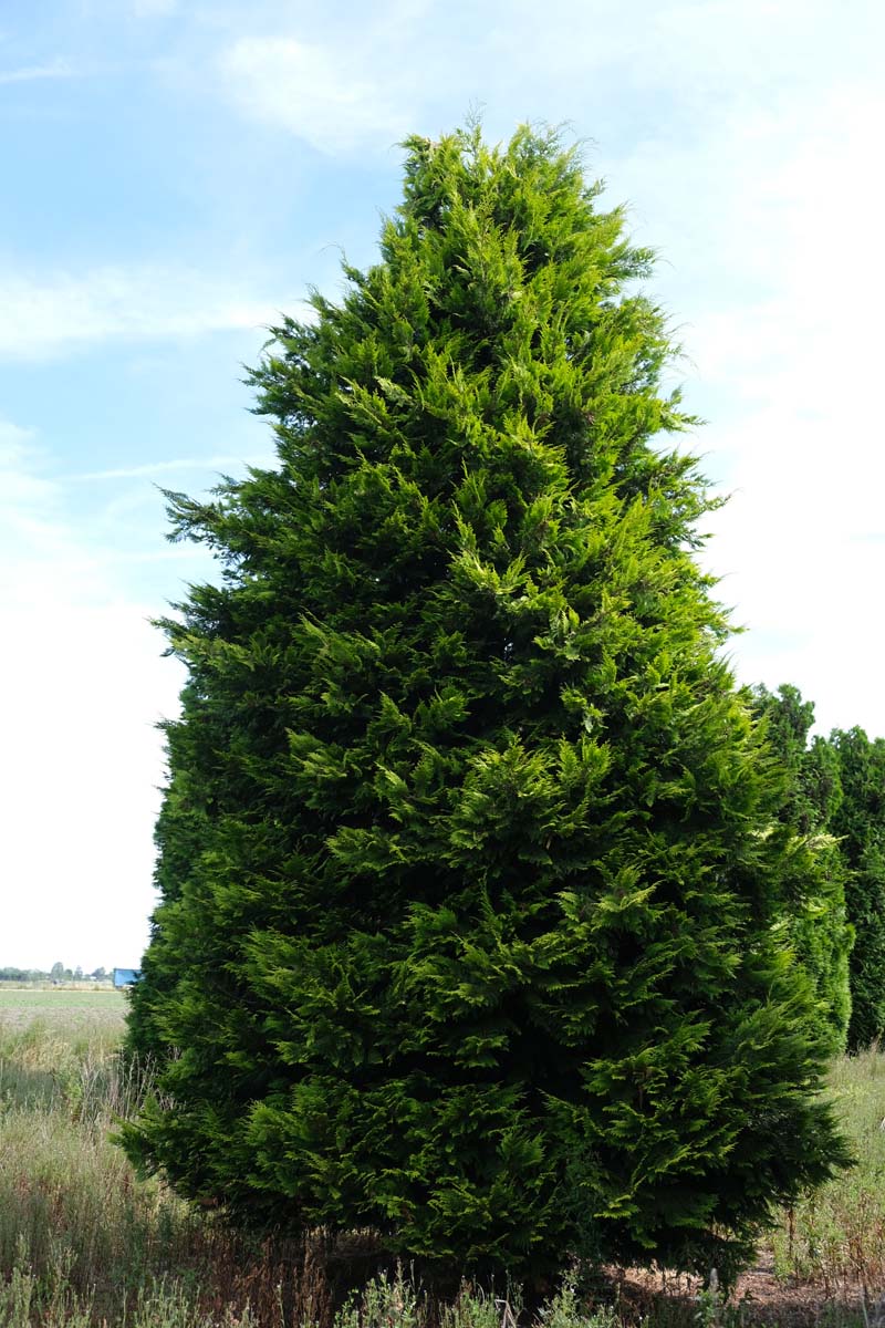 Chamaecyparis lawsoniana 'Ivonne' solitair