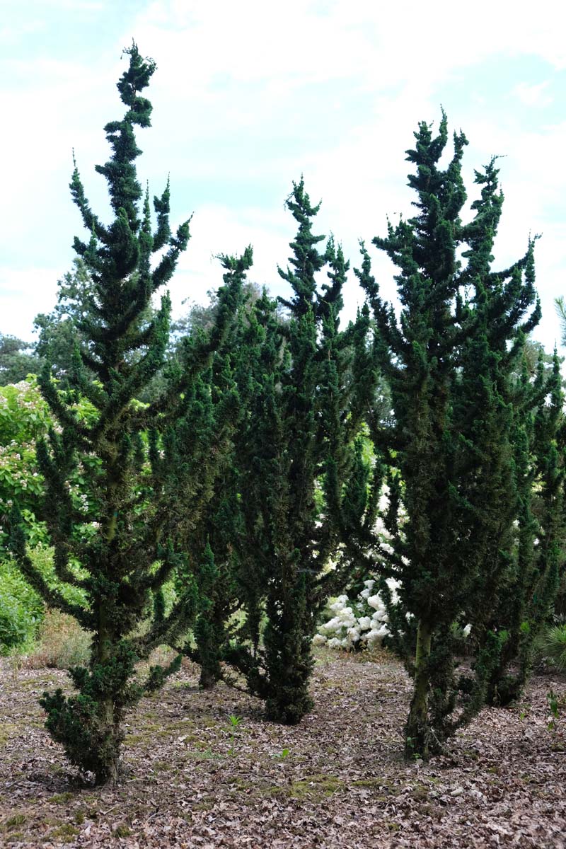 Chamaecyparis lawsoniana 'Wissel's Saguaro' solitair