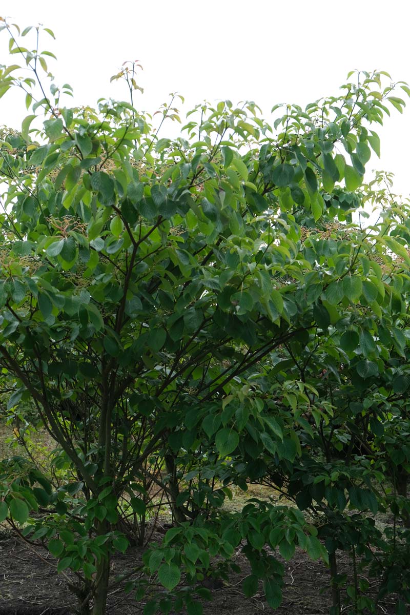 Cornus controversa 'Pagoda' meerstammig / struik struik