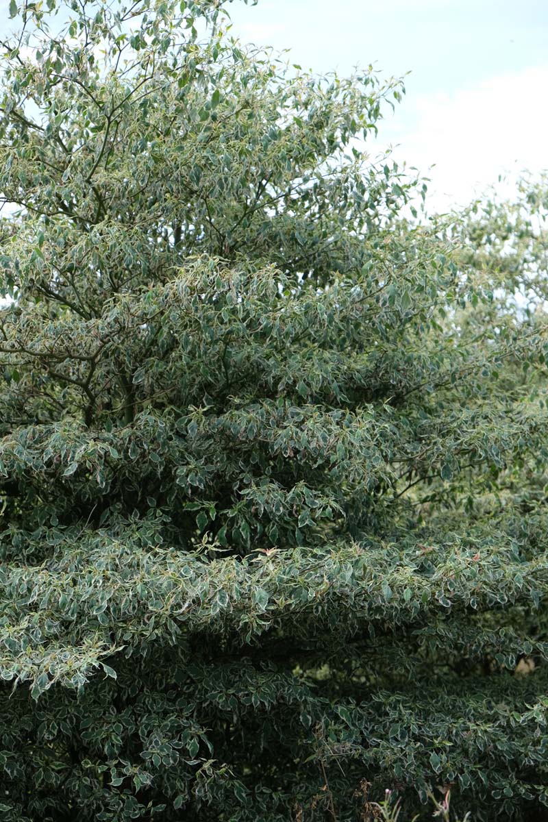 Cornus controversa 'Variegata' meerstammig / struik struik