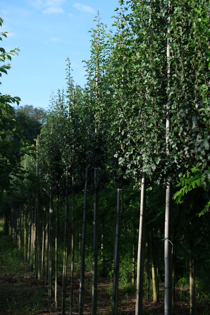 Crataegus monogyna 'Stricta' op stam op stam