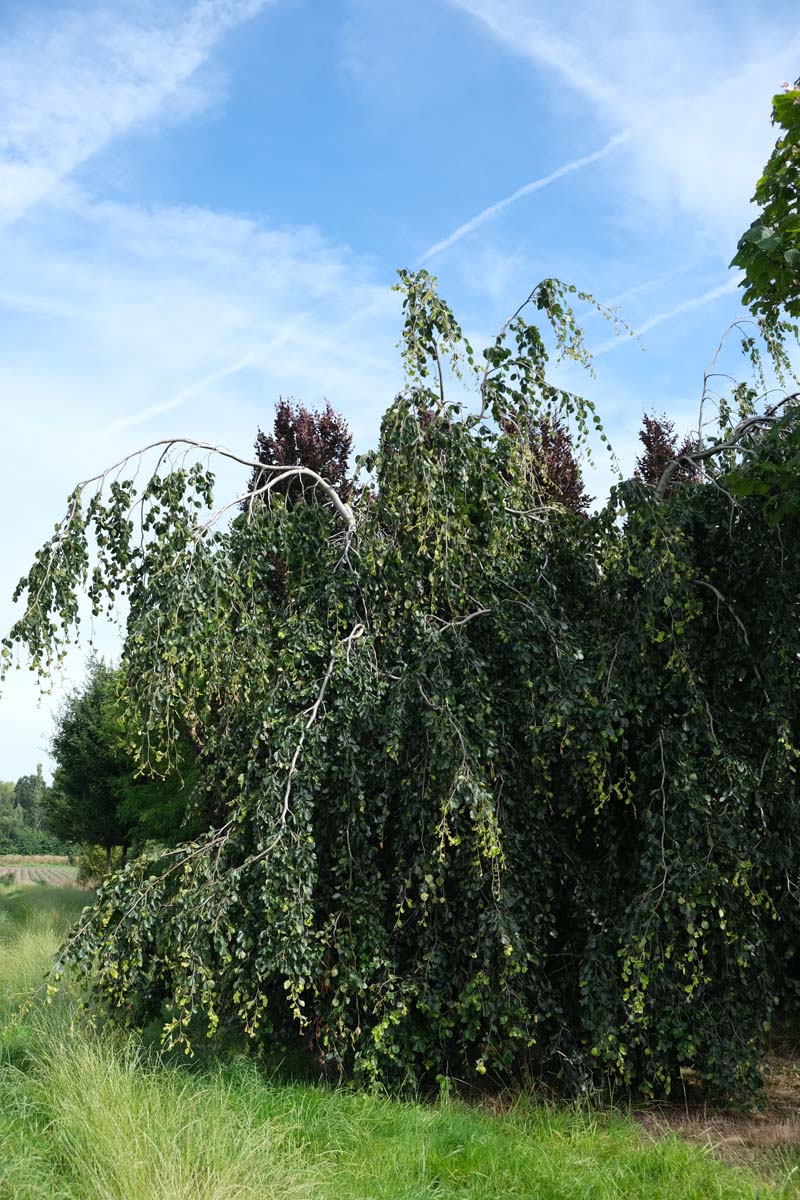 Fagus sylvatica 'Bornyensis' op stam op stam