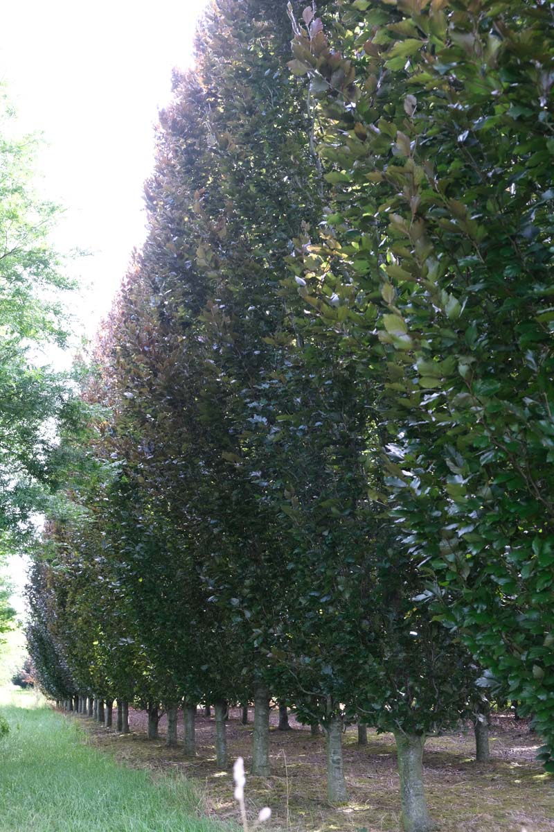 Fagus sylvatica 'Dawyck' op stam geveerd