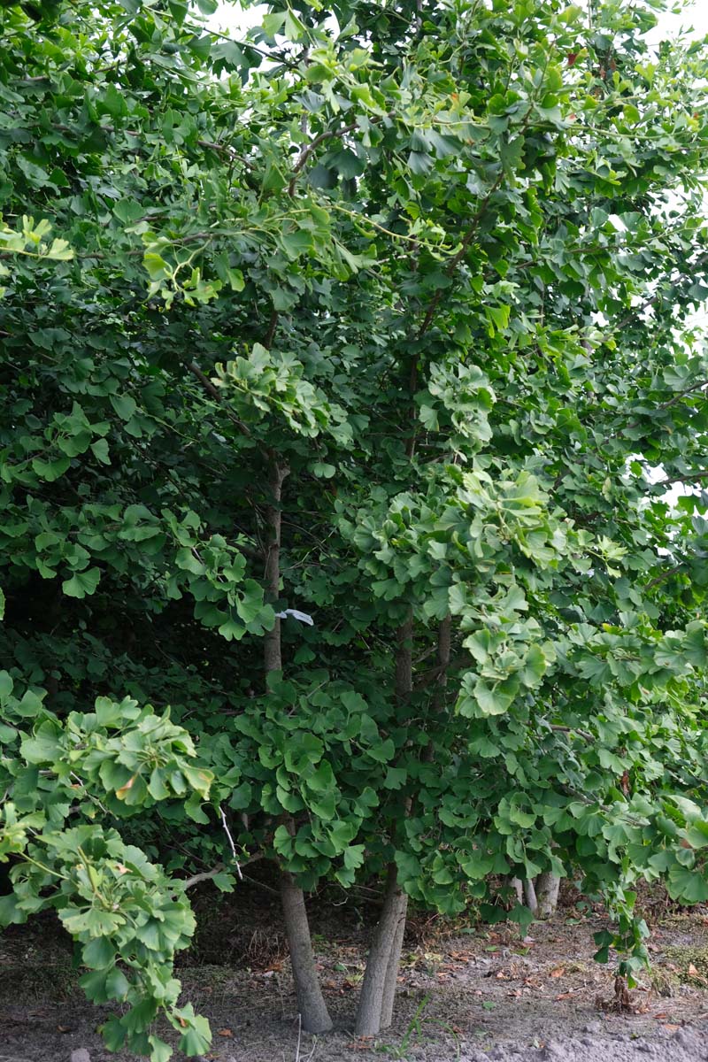 Ginkgo biloba meerstammig / struik meerstammig