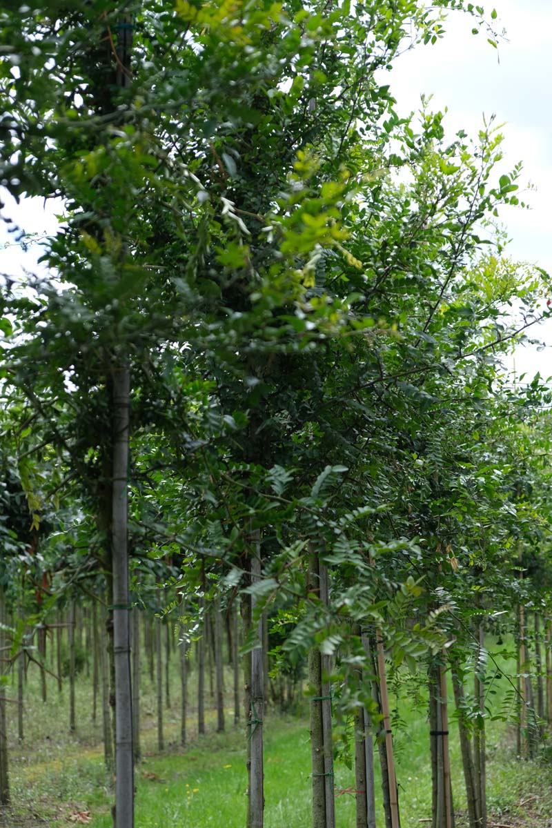 Gleditsia sinensis op stam op stam