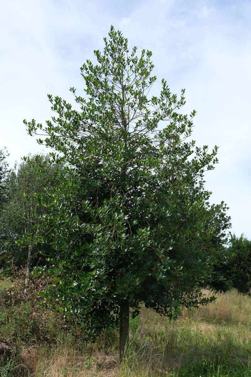 Ilex aquifolium solitair solitair