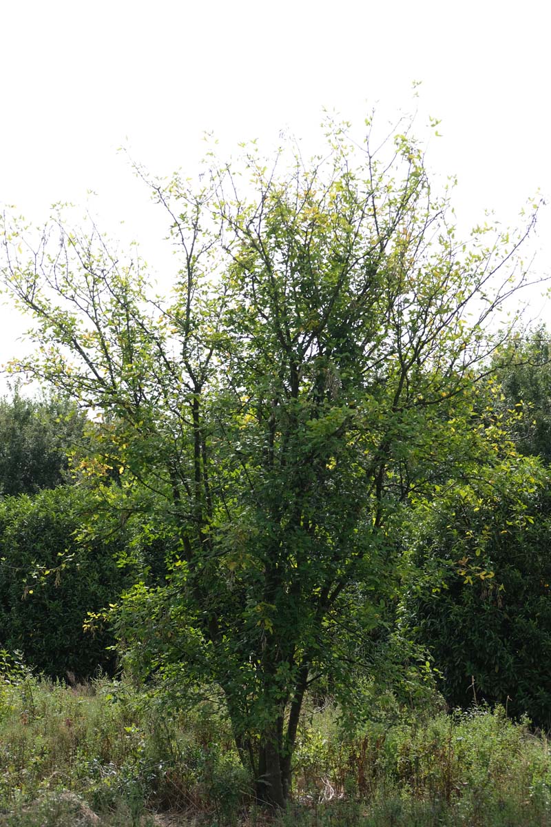 Laburnum anagyroides meerstammig / struik meerstammig