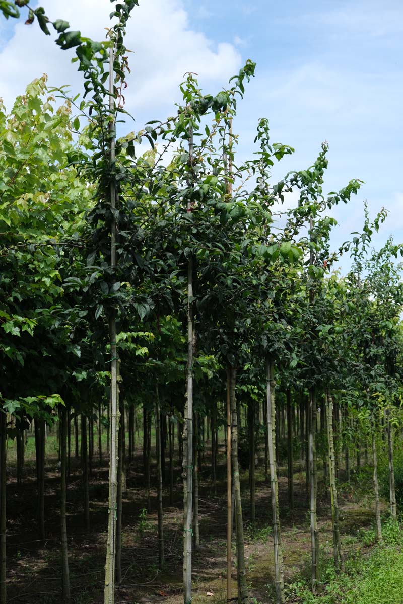 Mespilus germanica 'Westerveld' op stam op stam