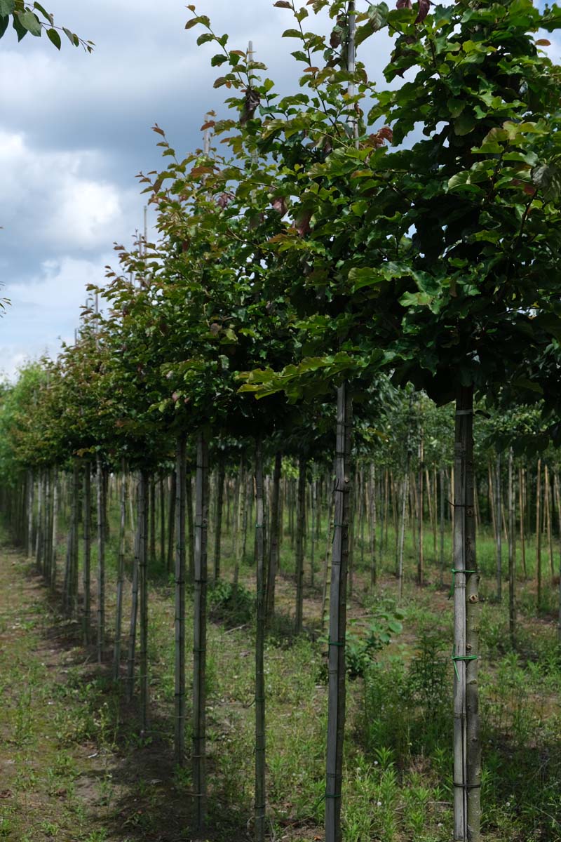 Parrotia persica 'Jodrell Bank' op stam op stam
